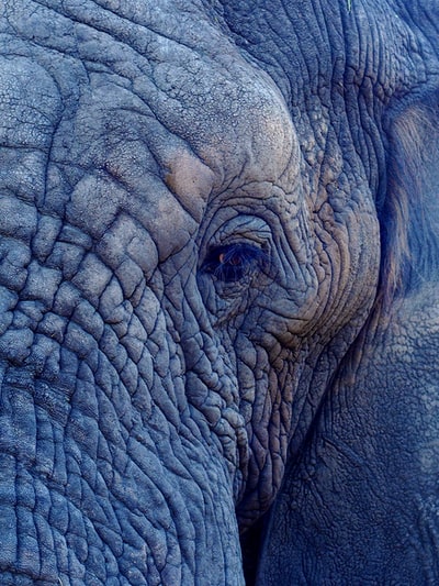 大象脸部的微距摄影